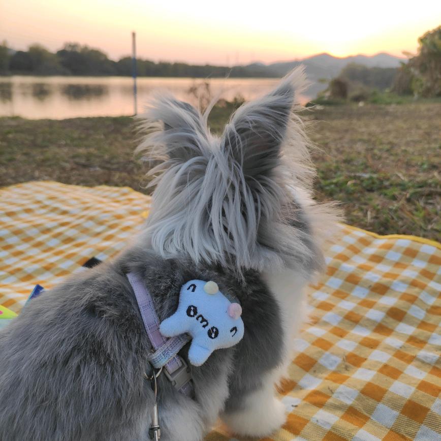 叉烧系只兔叽🐰