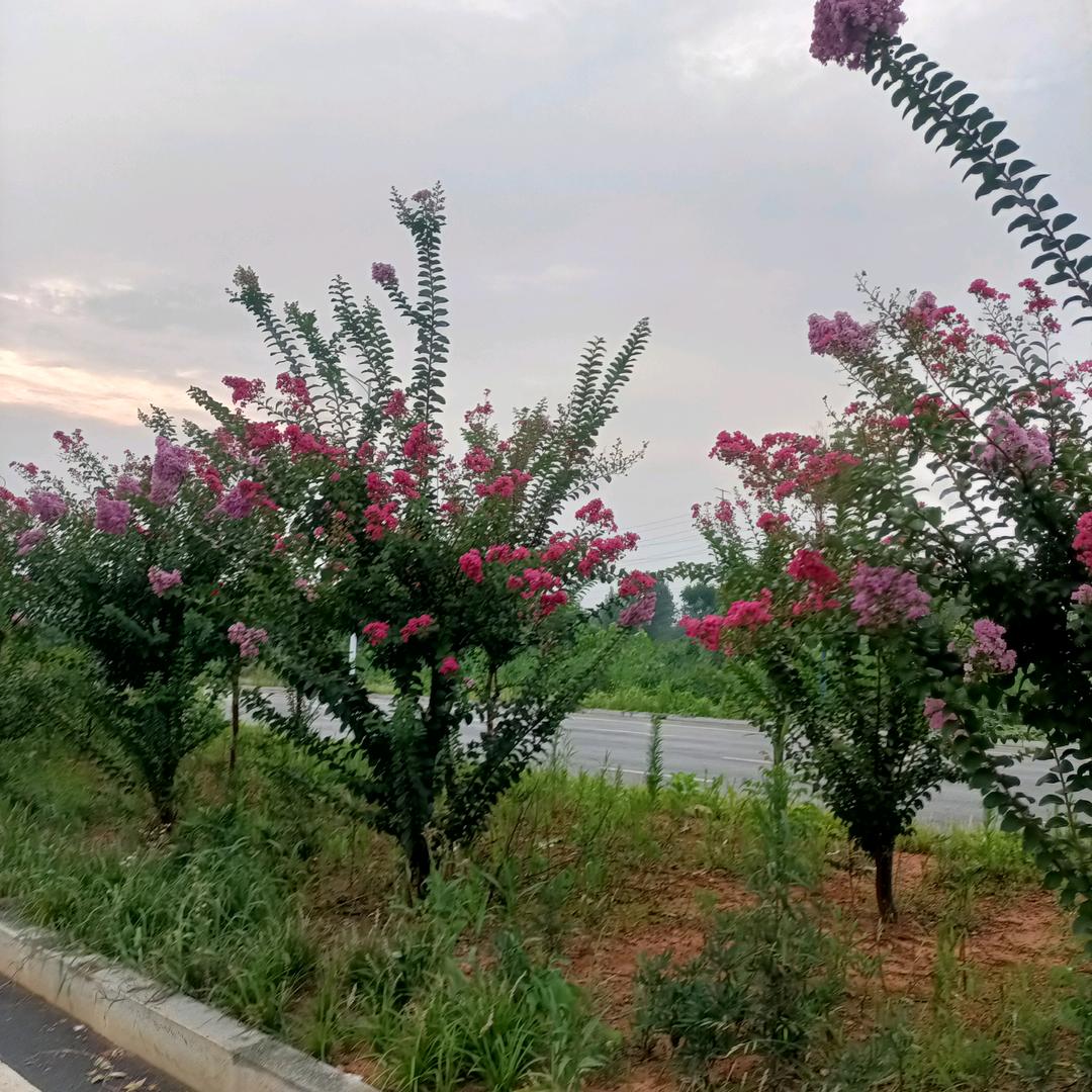 一🌹生🌺平🥀安