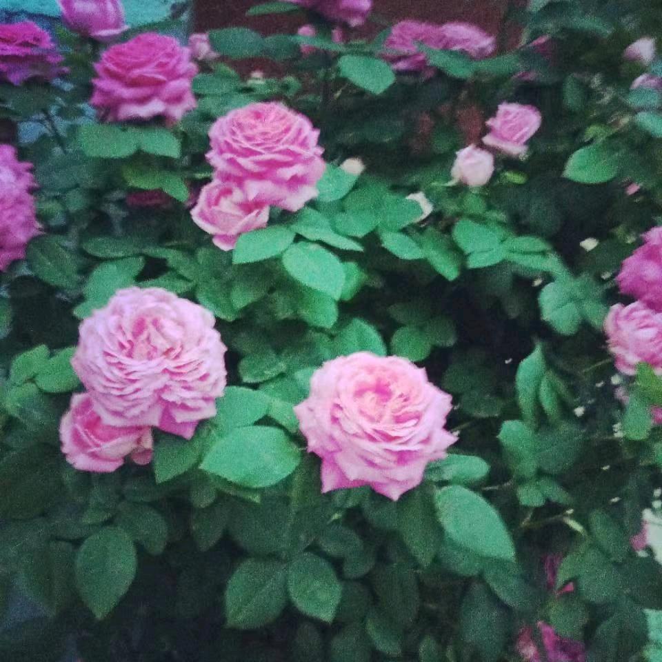 春雨一