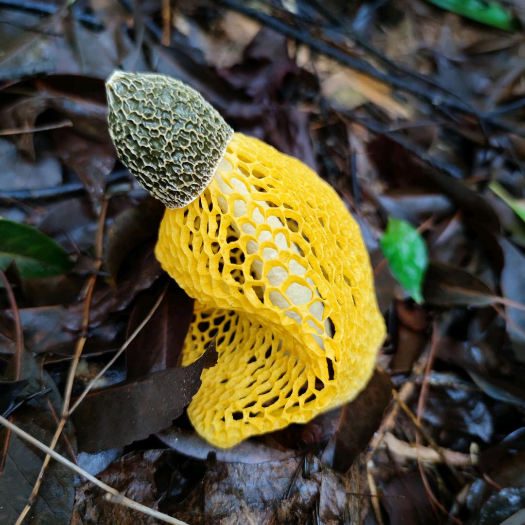 🦑黄家农村路过不收费🕸️