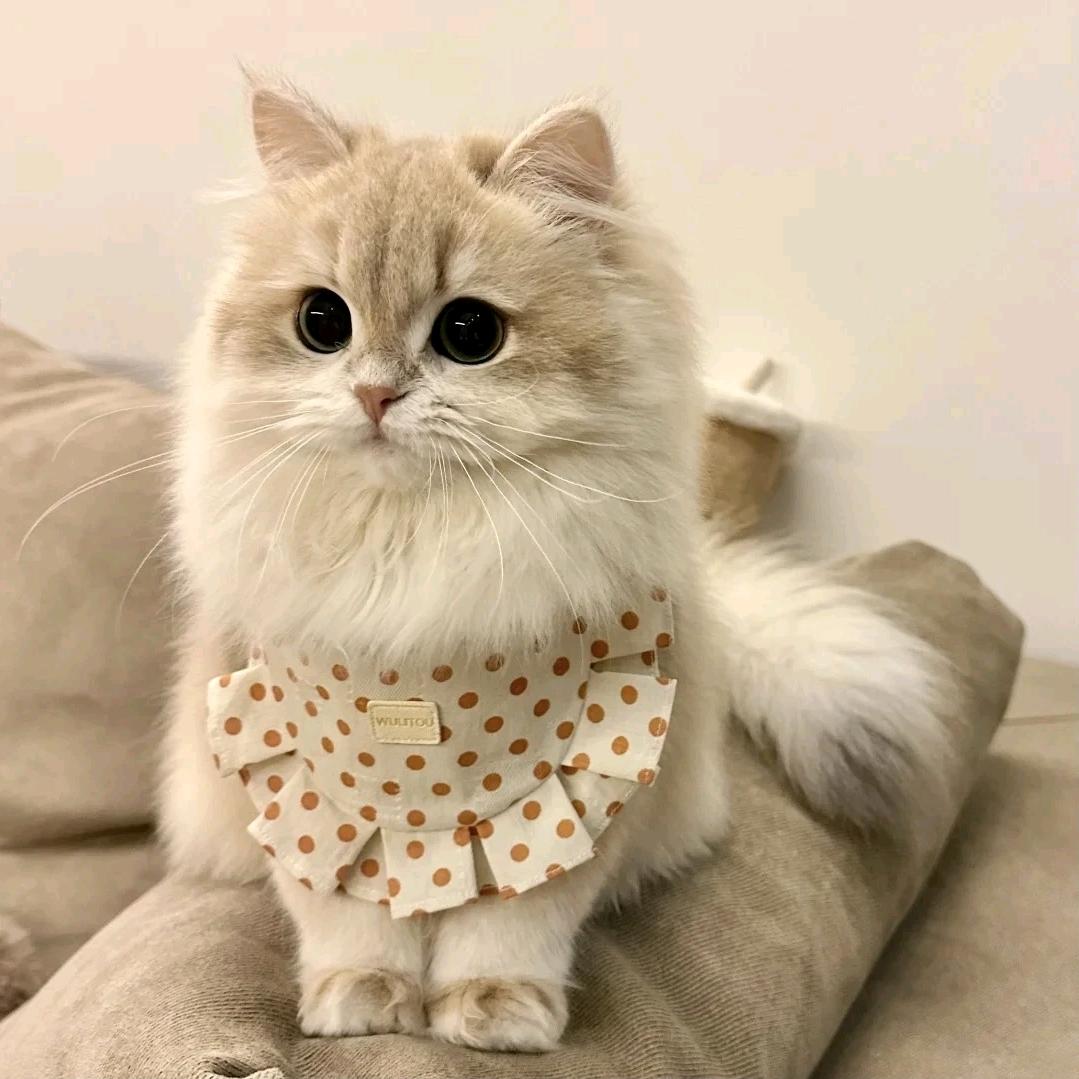 阿哲（三角洲行动）