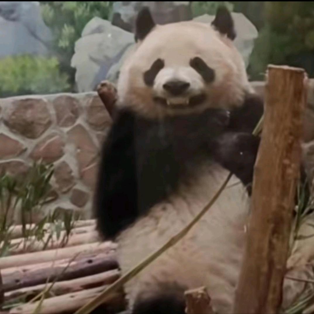 活泼可爱的小白叔叔