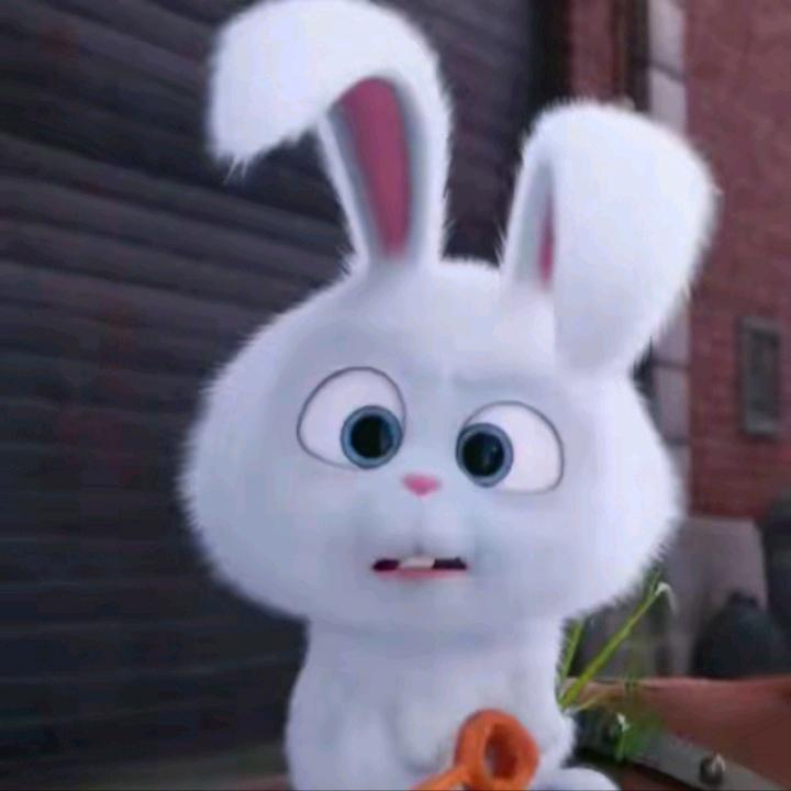 不太聪明的样子