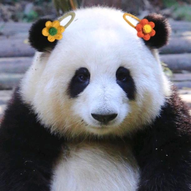 种花家的要癫了兔