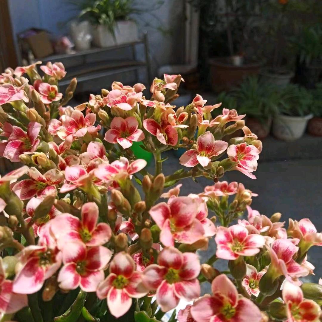花落花开