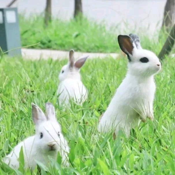 萌宠，宠物兔