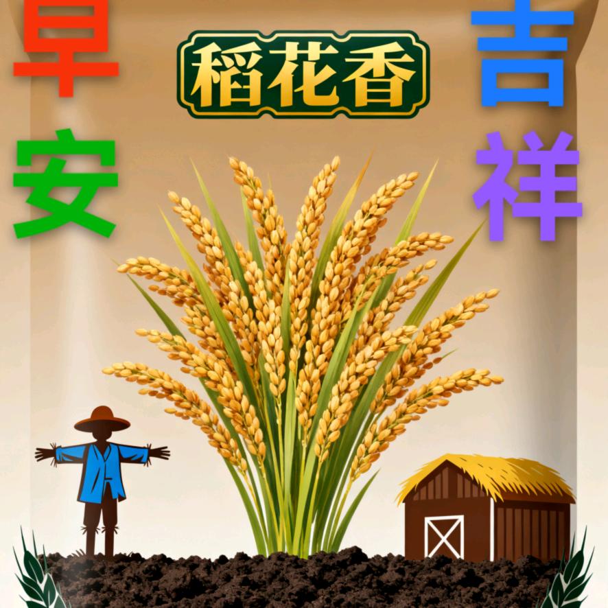 东北稻花香菲姐