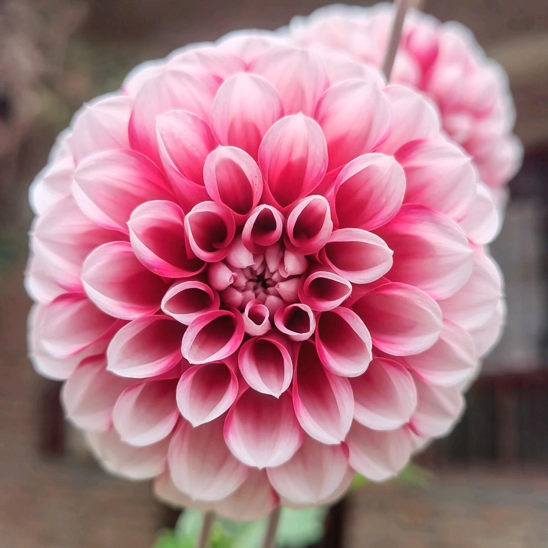 好人一生平安💯