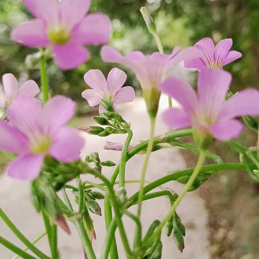 🦋封🌱心🦋峦