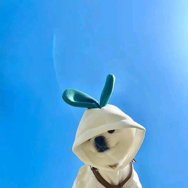 看那只猪
