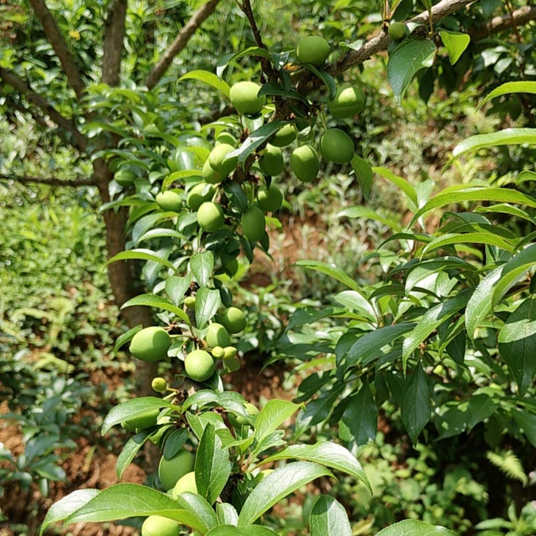 默默的心酸