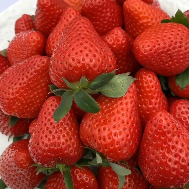 莓老板草莓苗繁育（启程）