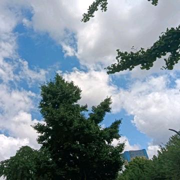 燕子9825