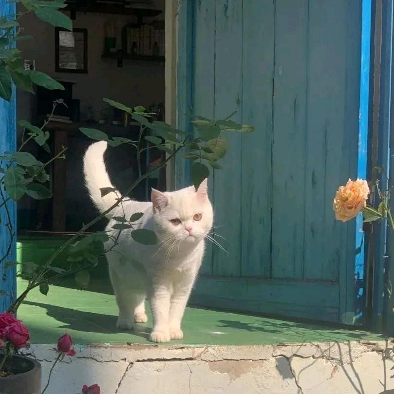 云淡风不轻头像