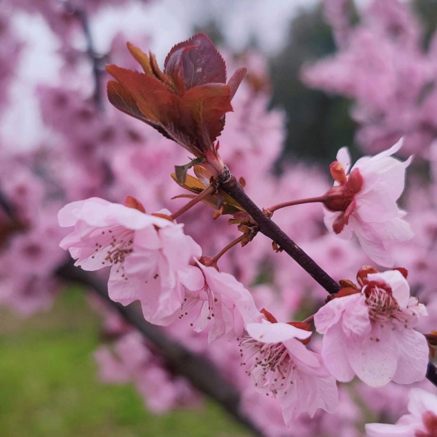 春暖🌸花开