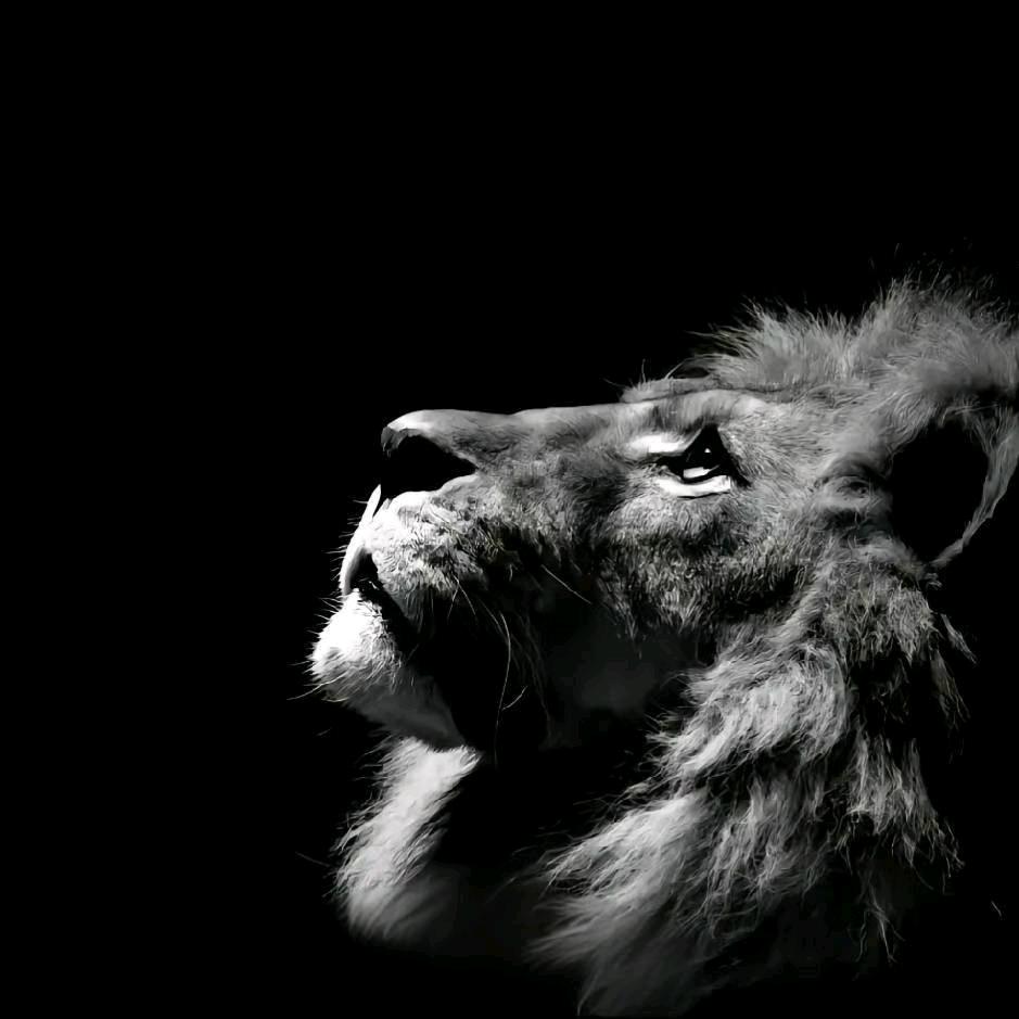 装bi被砍80刀         🪳