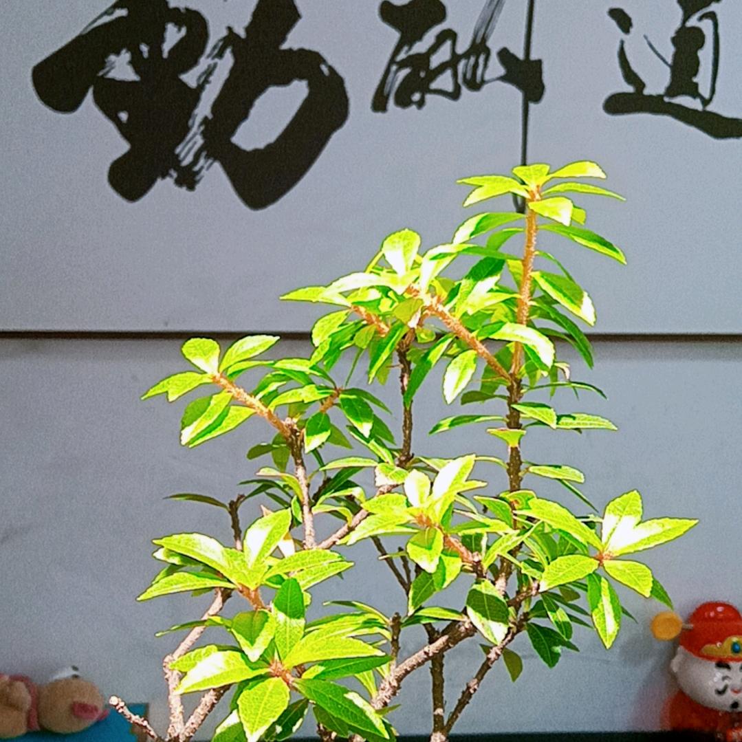 海岛厦门绿植盆景