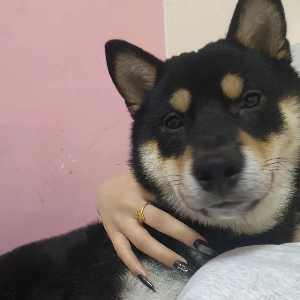 柴犬小八的妈妈