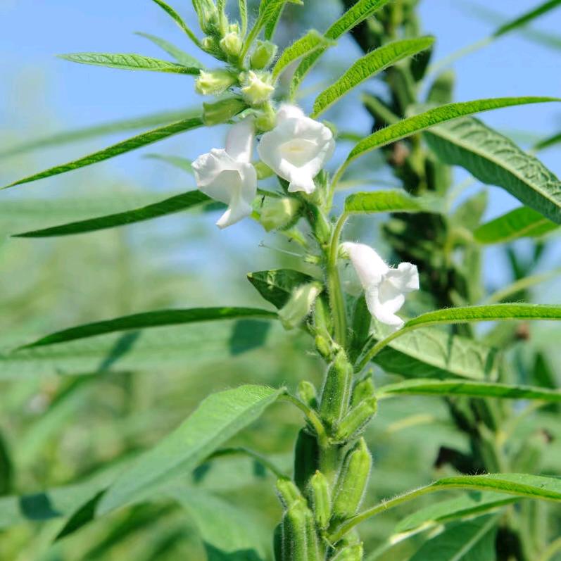 芝麻大丰收