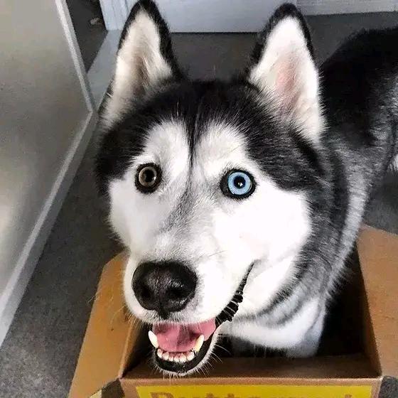 狗哥哥说