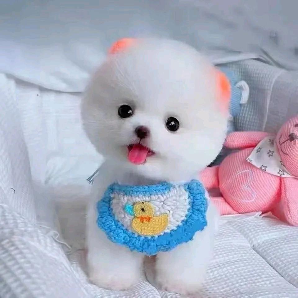 北致溪