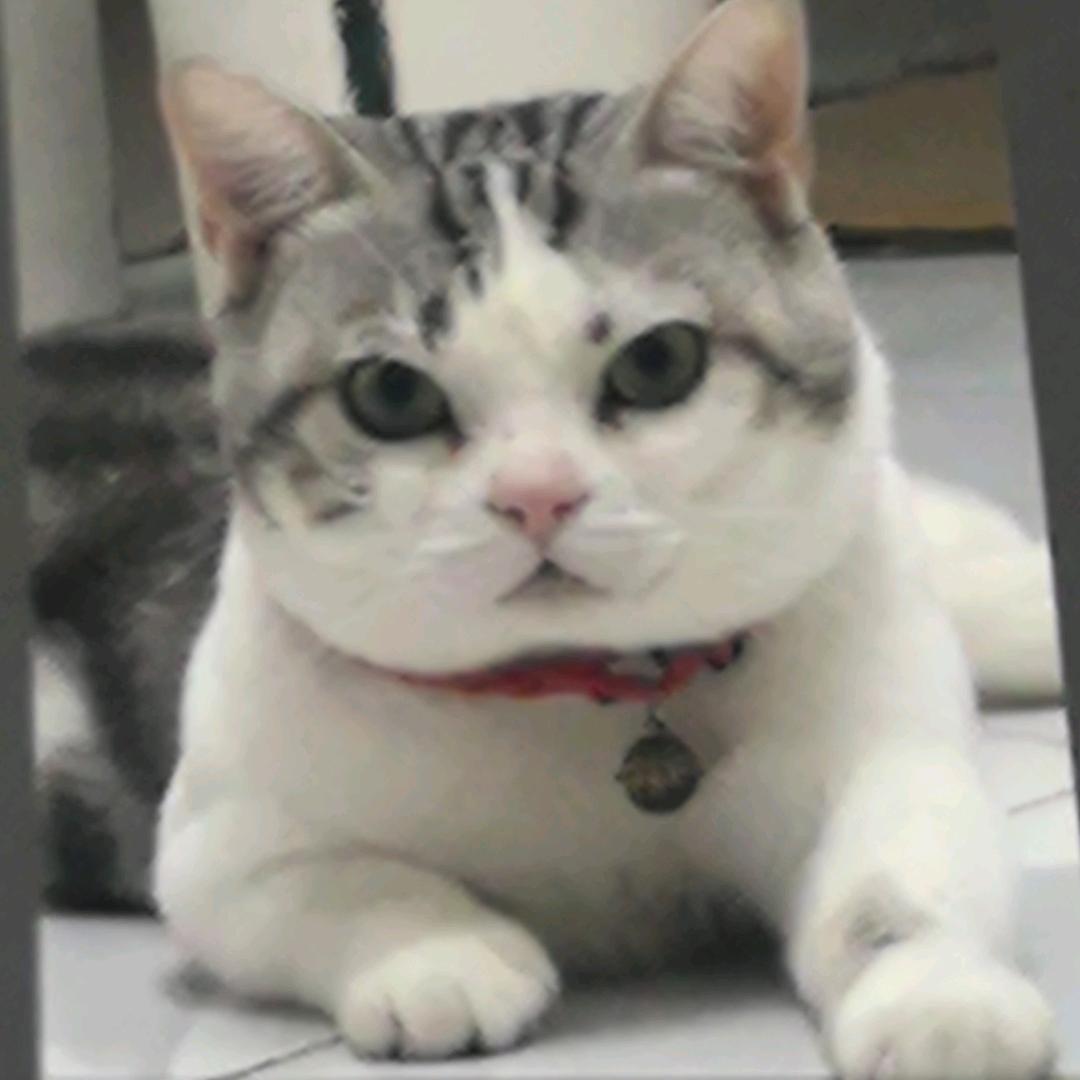 二虎喵