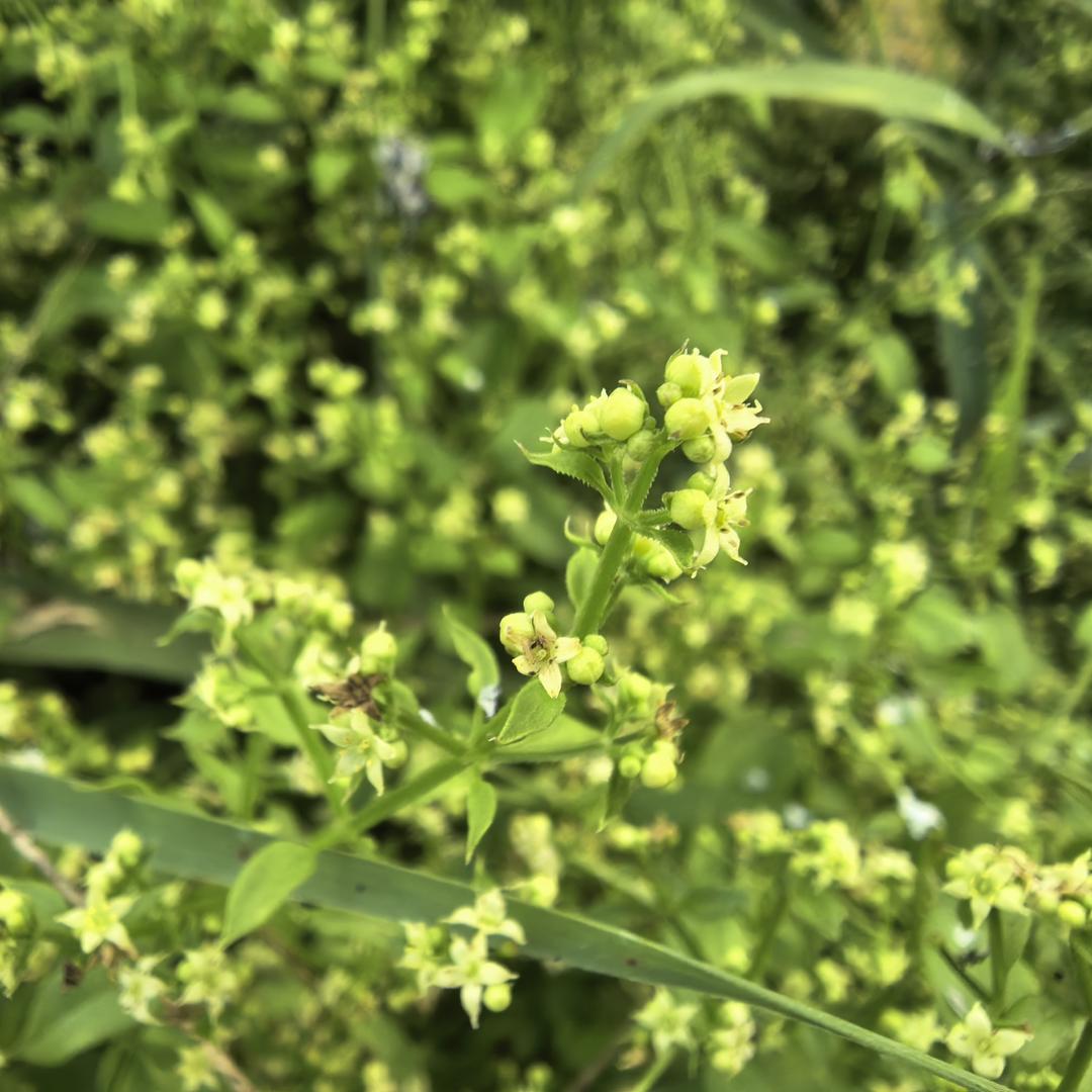 信蚨祥～吕红；