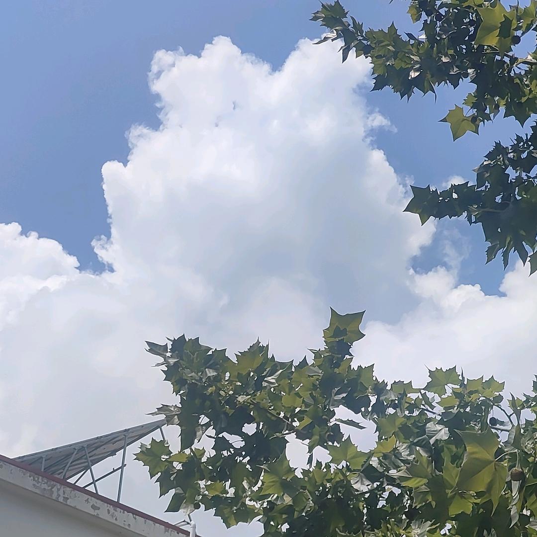秦森森