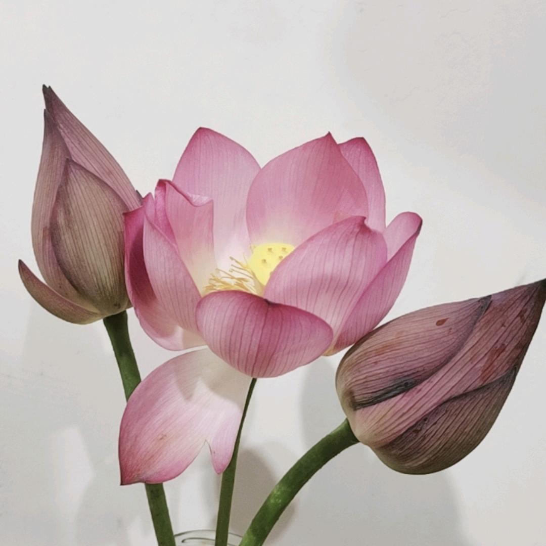 ℋღ᭄余生🍒安໌ᮨ好💞࿐