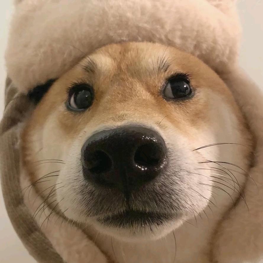 一头骆驼