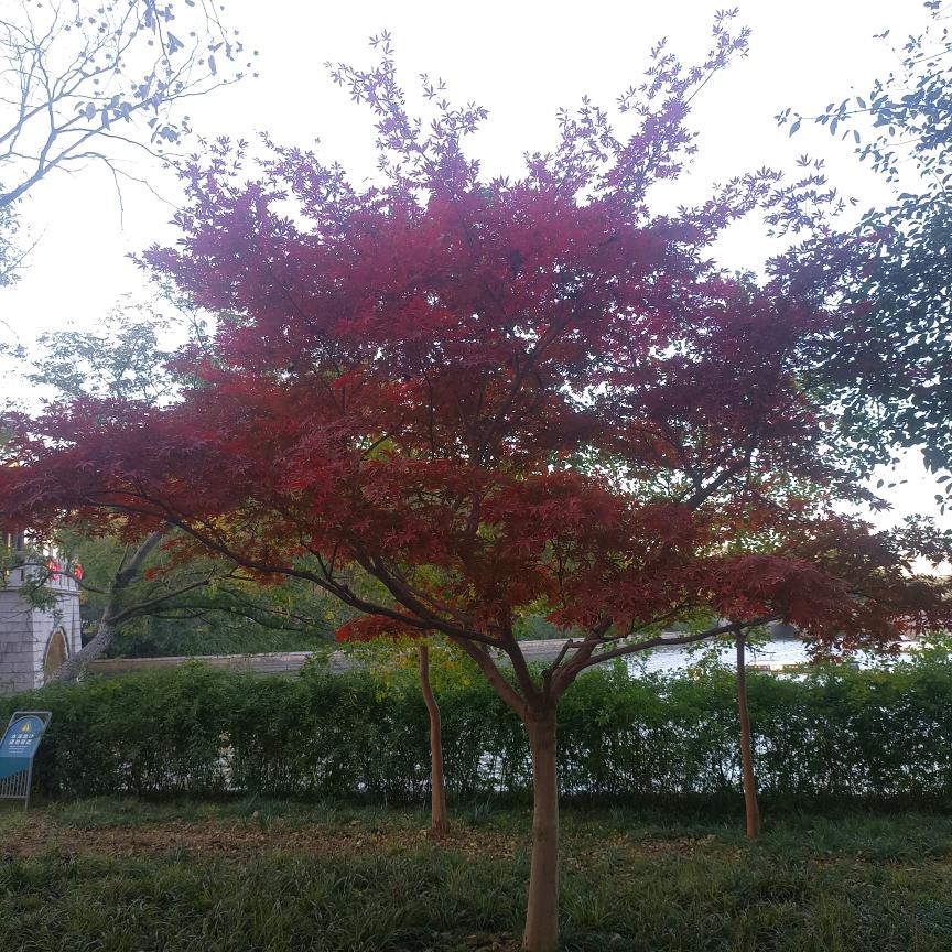 平平安安。🌺🌺🌻🌻🌹🌹