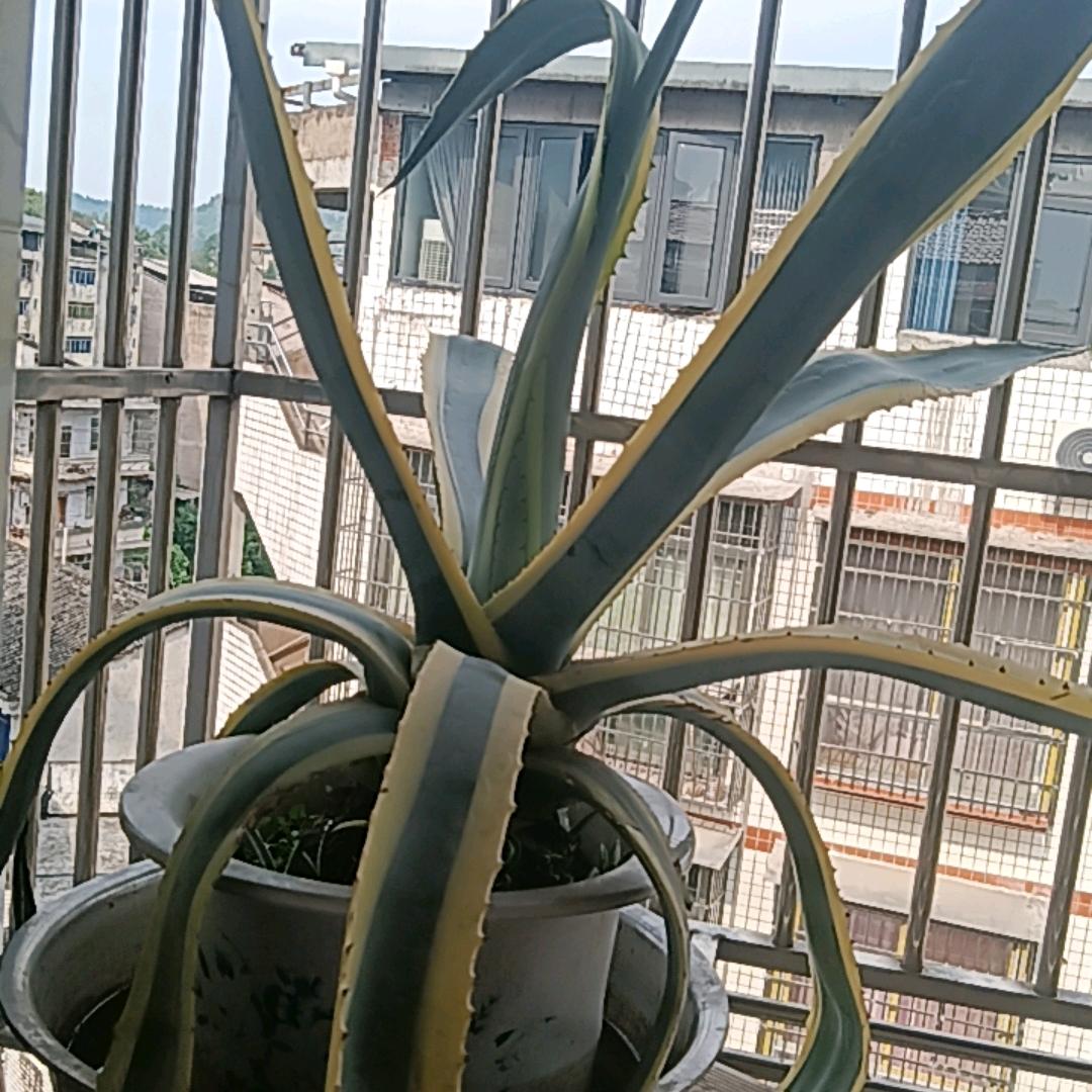 梨花带雨