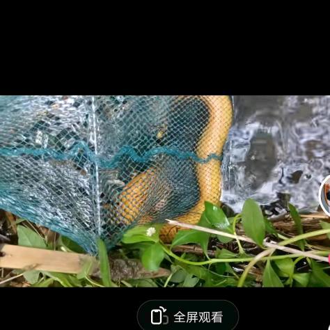 农村黑子(记录生活)