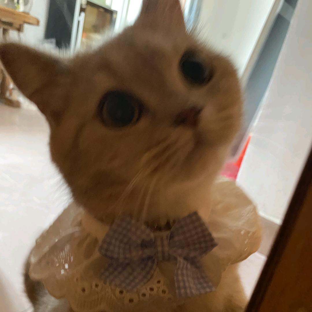 灰灰和小橘🐱🐱
