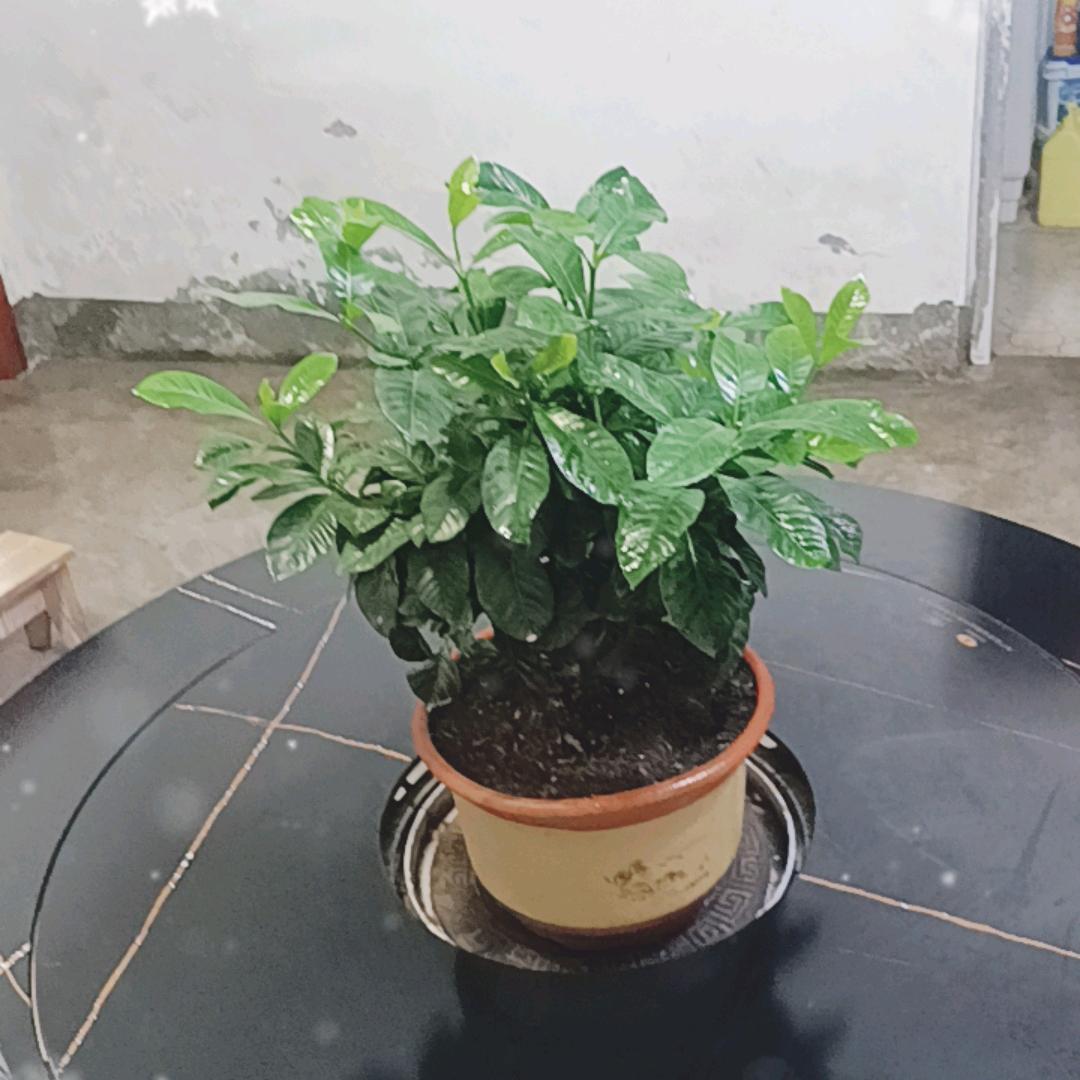 刘礼杰
