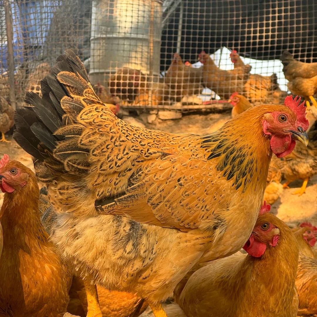 老杨养鸡专业户🐔