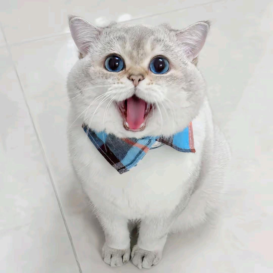 uu的猫🐱