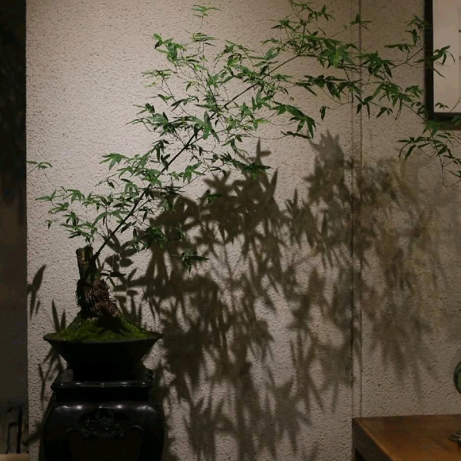 一棵树