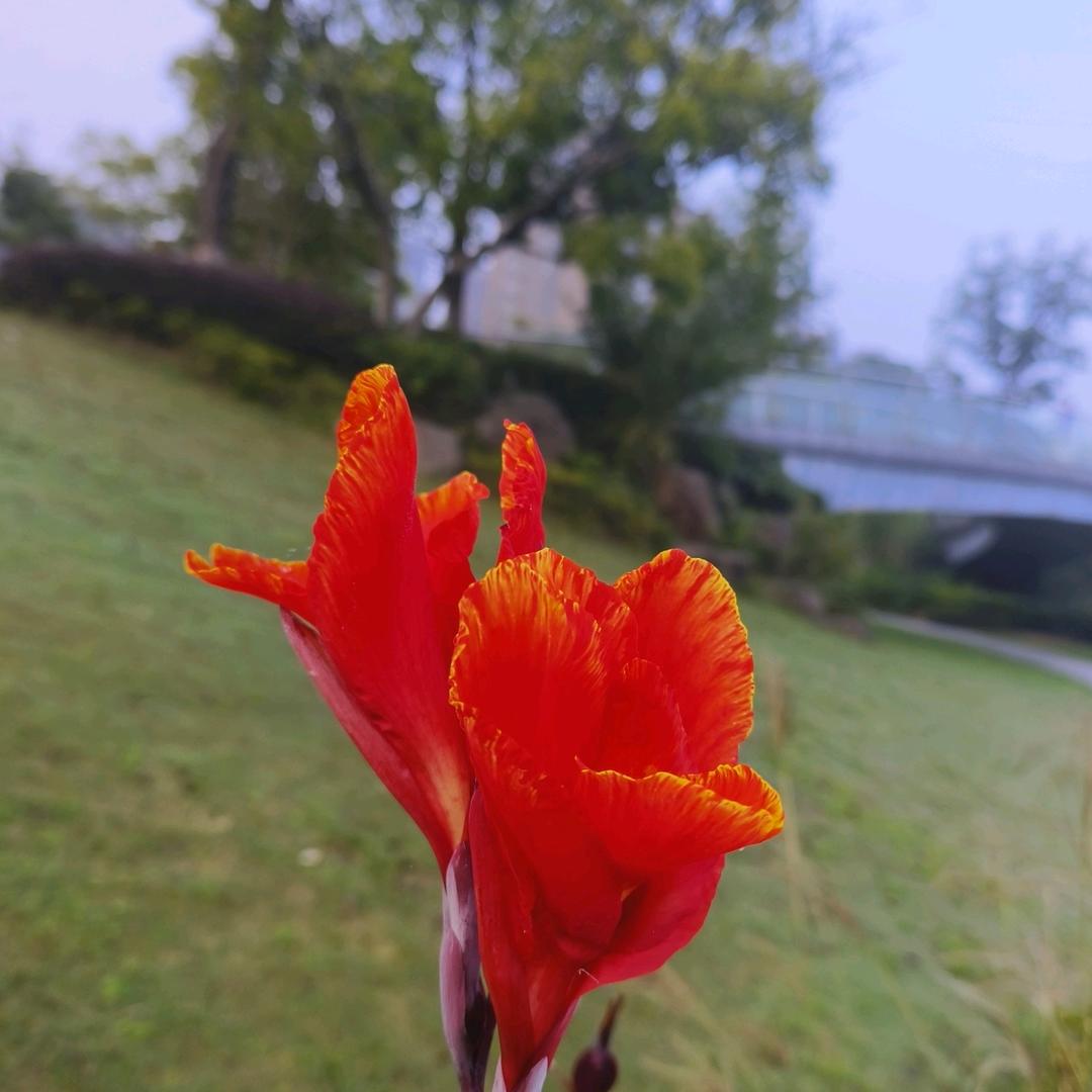 美食探路者（蒸羊排外卖）
