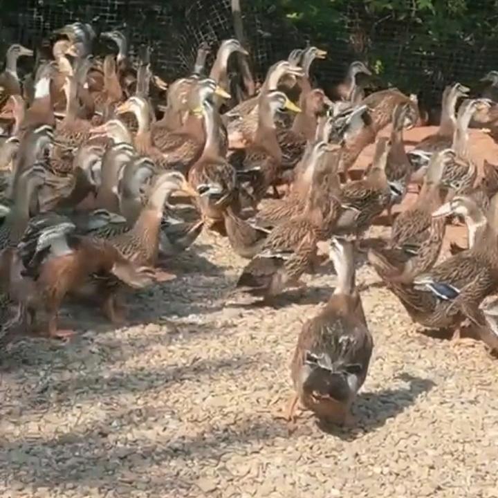 养鸭人
