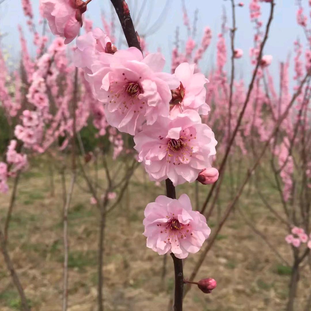 🌸心之所向便是光🌸