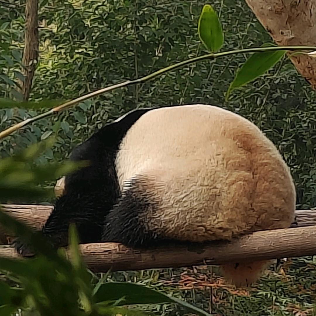 不睡觉的熊猫