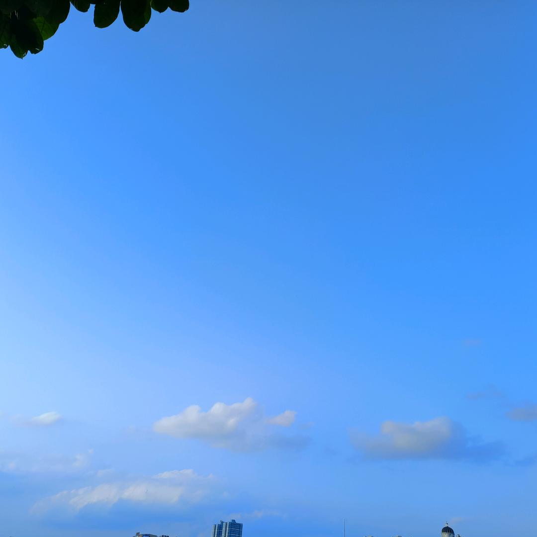 杨了个杨