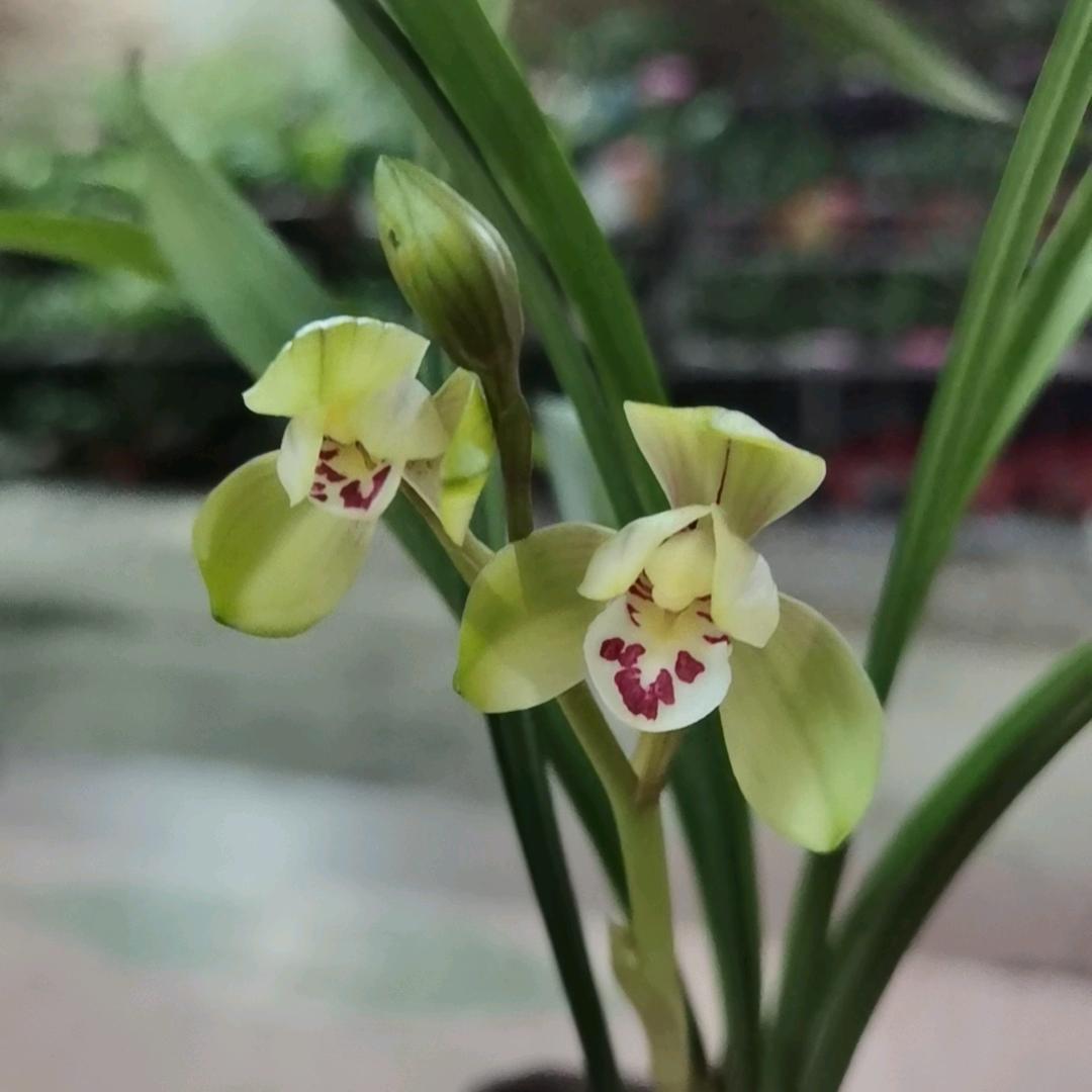 木林森（锦森）