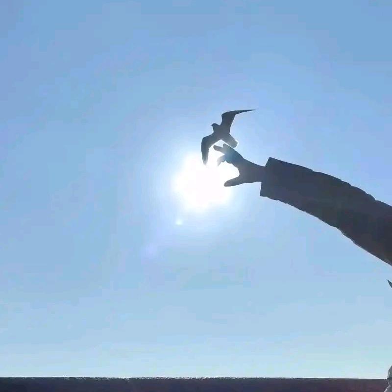 淘气宝