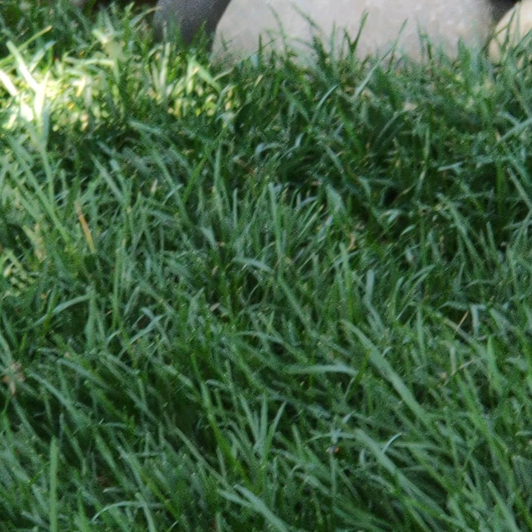 🍁人生如茶🍁