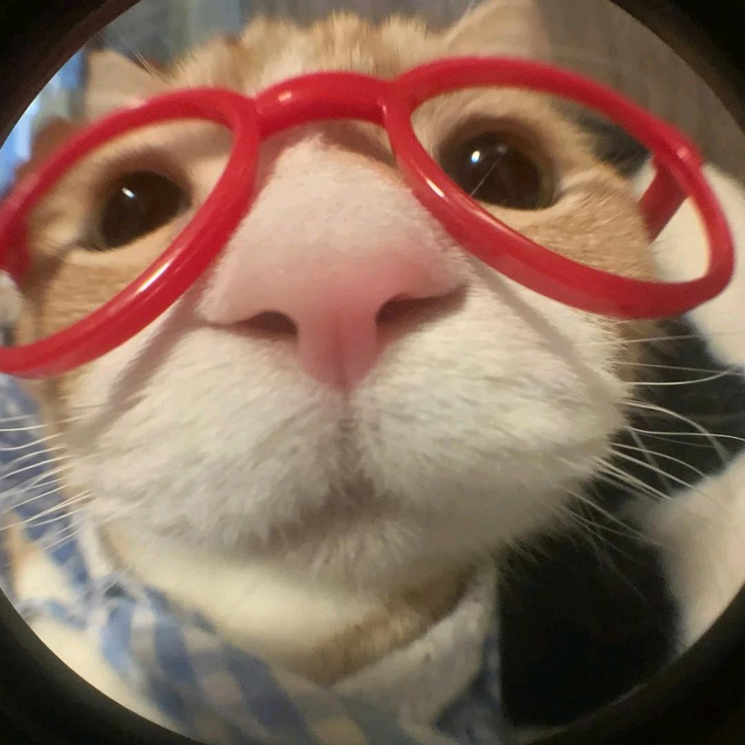 猫meme的毛坯人生
