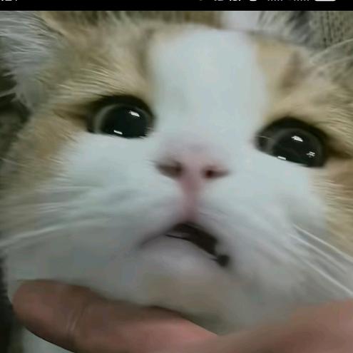 枫染