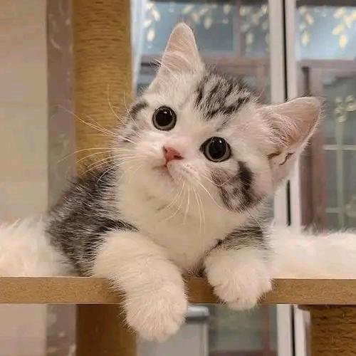 曼基康矮脚猫