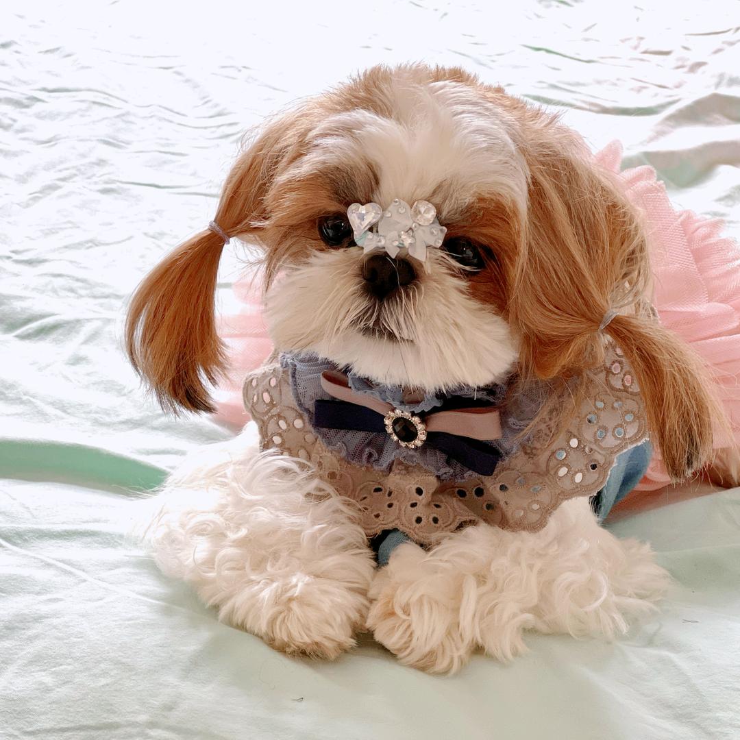 陶陶家的约克夏&马尔济斯